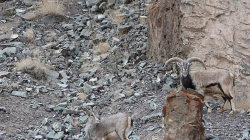 Reto visual: descubre al leopardo que quiere atacar al grupo de cabras
