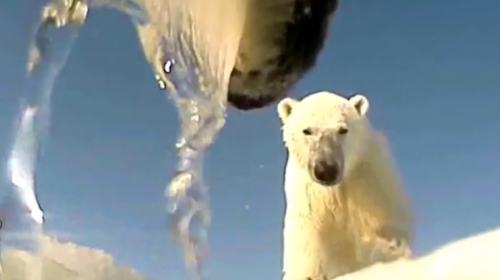 Las dolorosas im&aacute;genes de un oso polar a punto de morir