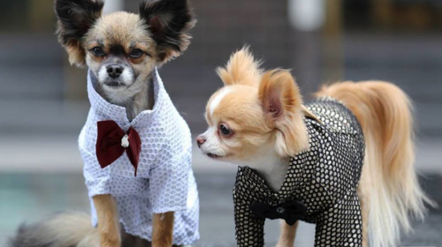 Guatemalteca dise&ntilde;a moda para perros inspirada en una noble causa
