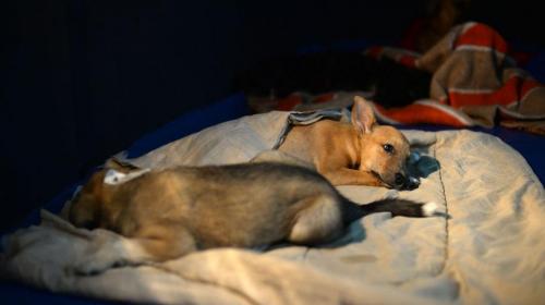 As&iacute; es el reglamento contra el maltrato animal