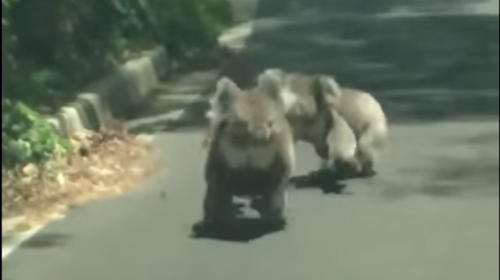 La peculiar batalla de dos koalas en medio de la carretera