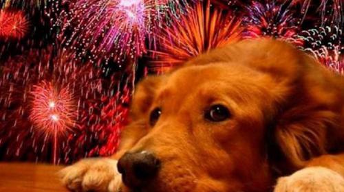 As&iacute; puedes ayudar a tu mascota si le teme a los juegos pirot&eacute;cnicos