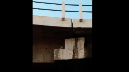 El gato que vive bajo un puente y preocupa a vecinos de San Cristóbal