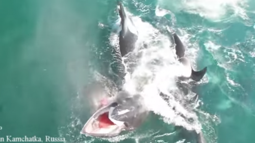Graban el salvaje ataque de un grupo de orcas a una ballena en Rusia