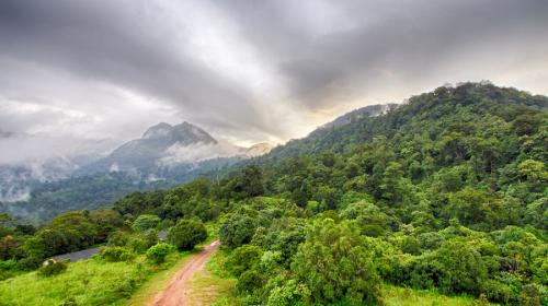 "Tigre p&aacute;lido" es fotografiado por primera vez en la selva 