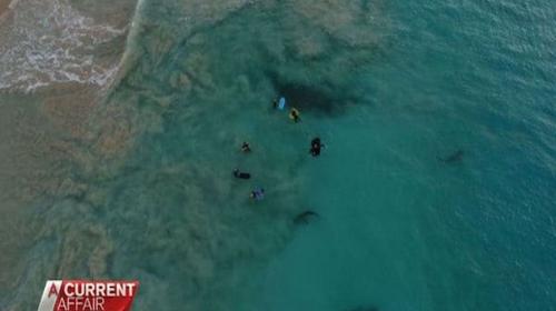 Graban a varios tiburones merodeando a grupo de ni&ntilde;os en Australia