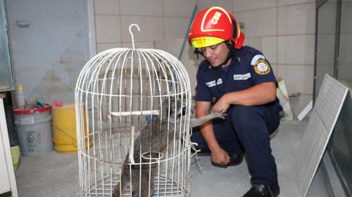 Rescatan a un mapache en la colonia Las Ilusiones, zona 18