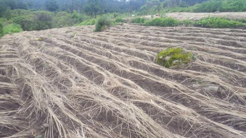 San Marcos: localizan terreno con amapola "disfrazada" de otra siembra