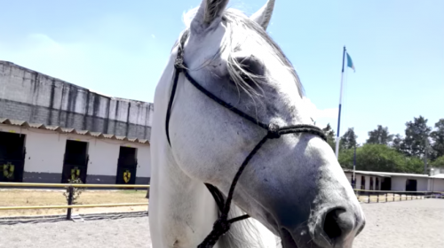 Caballos del crimen organizado ser&aacute;n donados si no se pueden vender