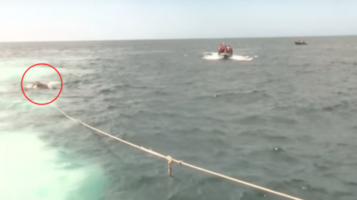 As&iacute; rescataron a un elefante que nadaba a la deriva en el mar