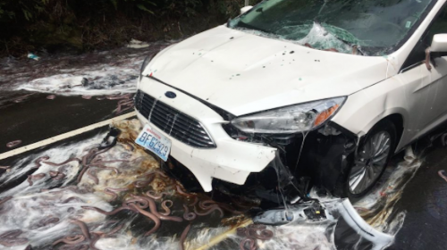 Accidente deja una ins&oacute;lita y repugnante escena en Estados Unidos