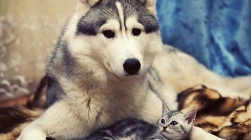 Revelan por qu&eacute; los perros son mejores mascotas que los gatos