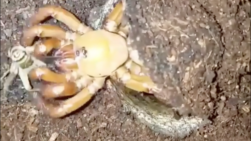 Graban el mortal ataque de una ara&ntilde;a gigantesca 