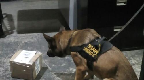 As&iacute; fue como la PNC descubri&oacute; la droga escondida en chocolates