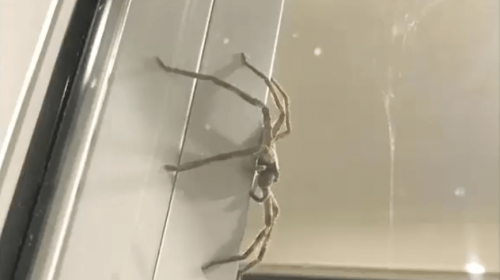 La enorme tar&aacute;ntula que aterr&oacute; a una pareja en Australia