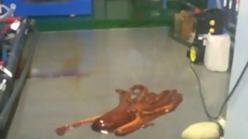 Pulpo "escapista" trata de huir de un acuario buscando el mar 