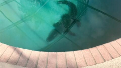 Sufren una terrible sorpresa al encontrar a un caim&aacute;n en una piscina