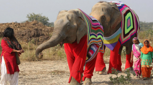 &iquest;Pijamas para elefante? As&iacute; protegen a estos animales de ola de fr&iacute;o