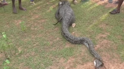 Capturan a una enorme serpiente que se tragó una cabra