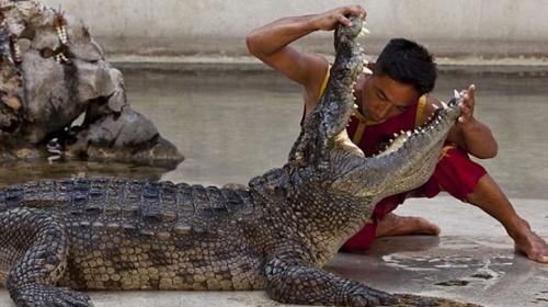 Hombre mete su cabeza a la boca de un cocodrilo y pasa algo inesperado