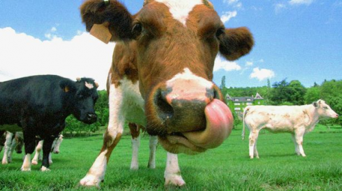 Millones en EEUU creen que las vacas caf&eacute; producen leche chocolatada