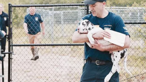 Dram&aacute;tico rescate de 84 perros de un "f&aacute;brica de cachorros"
