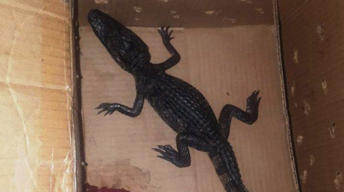 La historia del caim&aacute;n abandonado en una caja de cart&oacute;n en la zona 10