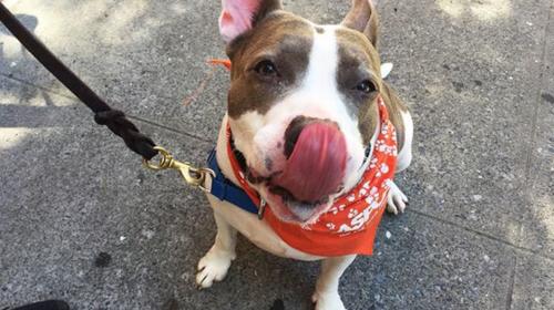 Blue, la perrita sorda que aprendi&oacute; lenguaje de se&ntilde;as