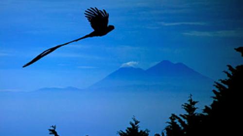 Fot&oacute;grafo guatemalteco realiza pel&iacute;cula acerca del Quetzal 