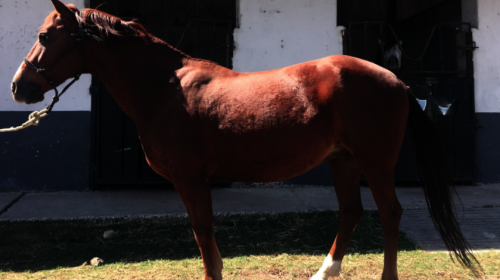 Senabed anuncia subasta de caballos de pura raza espa&ntilde;ola