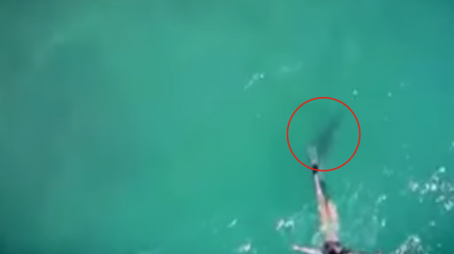 Graban el momento en que un tibur&oacute;n casi ataca a una mujer