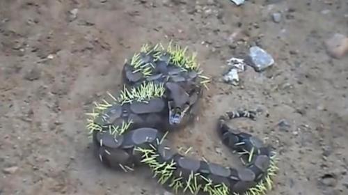 La dolorosa experiencia de la serpiente que quiso comer puercoespín