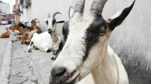 Réquiem por el pastor de cabras