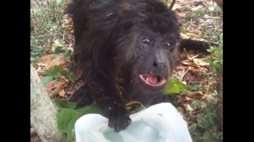 Pobladores en Petén afirman rescate de un mono de incendio forestal