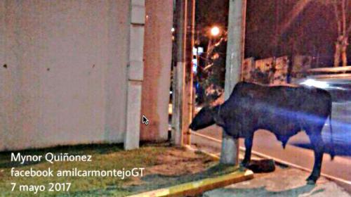 Vacas fugadas provocan accidentes y confusi&oacute;n en ruta al Atl&aacute;ntico