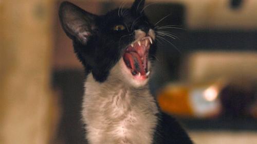 Abrazar fuerte a tu gato puede ser da&ntilde;ino para tu salud