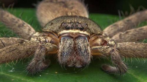 Hallan a "la madre de todas las arañas" en una vivienda en Australia