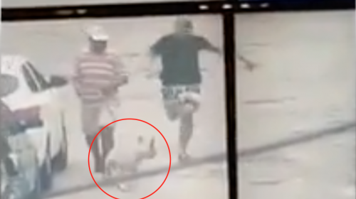 Un perro se convirti&oacute; en h&eacute;roe al detener a un sospechoso en Brasil