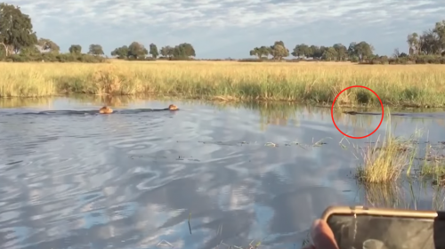 Amor salvaje: un le&oacute;n salva a su hermano del ataque de un cocodrilo 