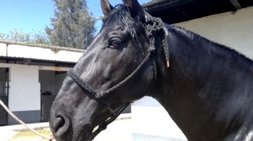 Los ocho caballos del crimen organizado a&uacute;n esperan comprador