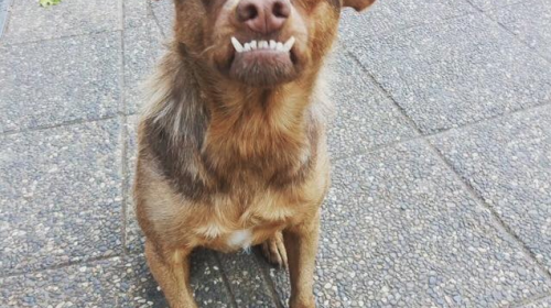 La historia de "Chilaquil", el perro  de la imagen que se hizo viral