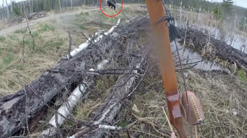 Cazador graba el escalofriante momento en que fue atacado por un oso