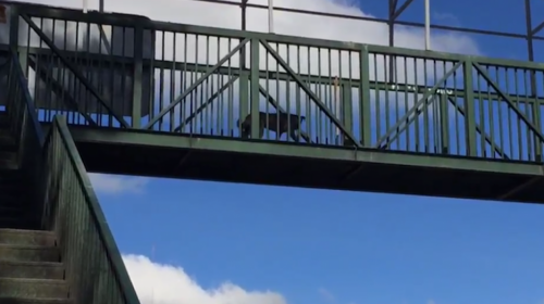 El perro que se hizo viral en Twitter por utilizar una pasarela