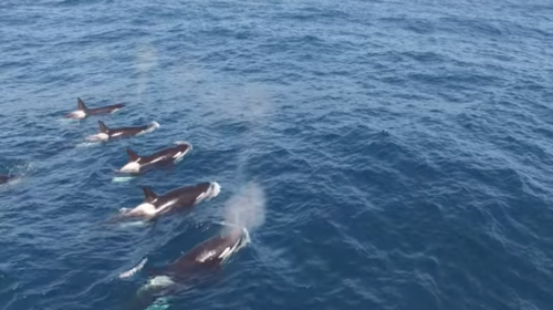 Graban c&oacute;mo un grupo de orcas ataca coordinadamente a una ballena azul