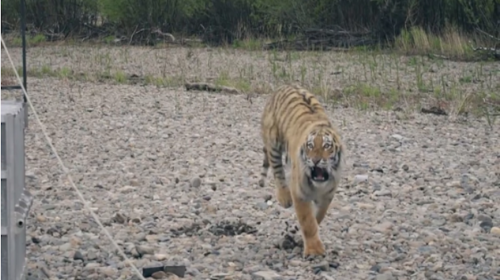 Vladik, el "tigre asesino", causa p&aacute;nico en una ciudad de Rusia