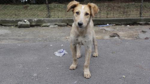 Nuevo albergue para mascotas funcionará en Mixco desde diciembre