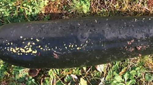 Anciano alert&oacute; sobre una bomba en su jard&iacute;n, pero... &iexcl;Mira lo que era!