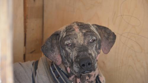 Nace la unidad protectora de animales en Guatemala