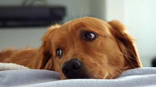 La historia del perro que no dorm&iacute;a por temor a que lo abandonaran