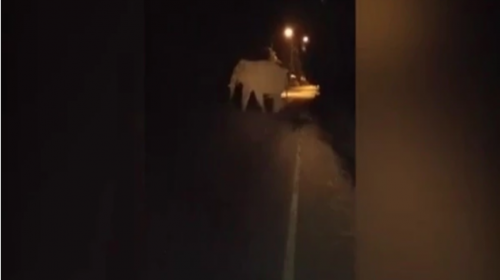 Terrible accidente: un veh&iacute;culo choc&oacute; contra un enorme elefante